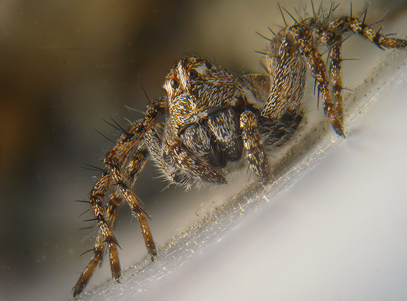 Philodromidae? No ,Oxyopes cfr. ramosus -  Palude Brabbia (VA)